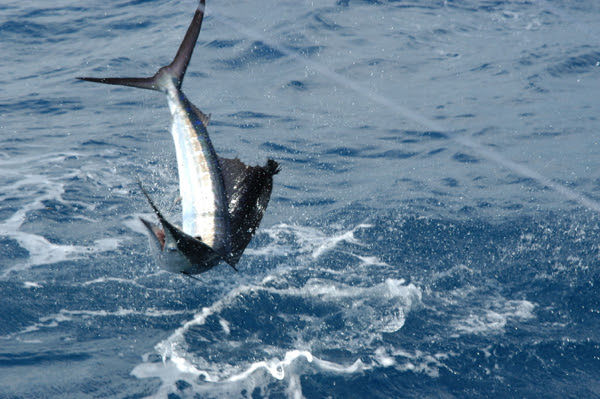 Fishing Isla Mujeres Mexico Cancun Obsession Sailfish Captain Jeff Ross Outer Banks NC